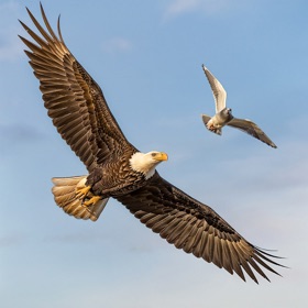 Real Wild Eagle Bird SimGame