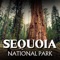 Walk with giants as you venture deep into ancient groves and high atop soaring vistas with this GPS-guided driving tour of Sequoia & Kings Canyon National Park in California