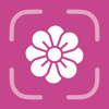 Flower Identifier - FlowerID