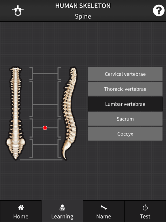 Screenshot #4 pour Human Skeleton: Beginner Bones