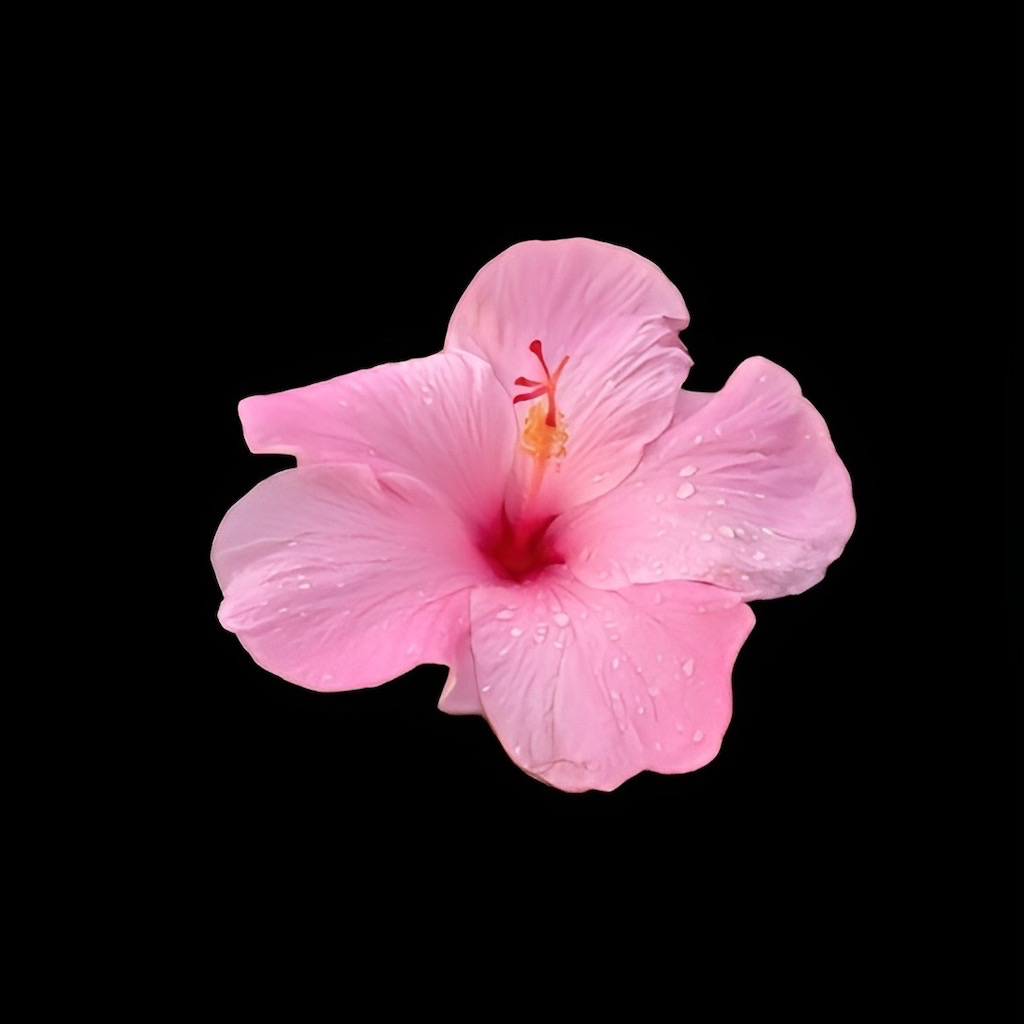 Get WallRizz: Cool 4K Wallpapers for iOS, iPhone, iPad Aso Report