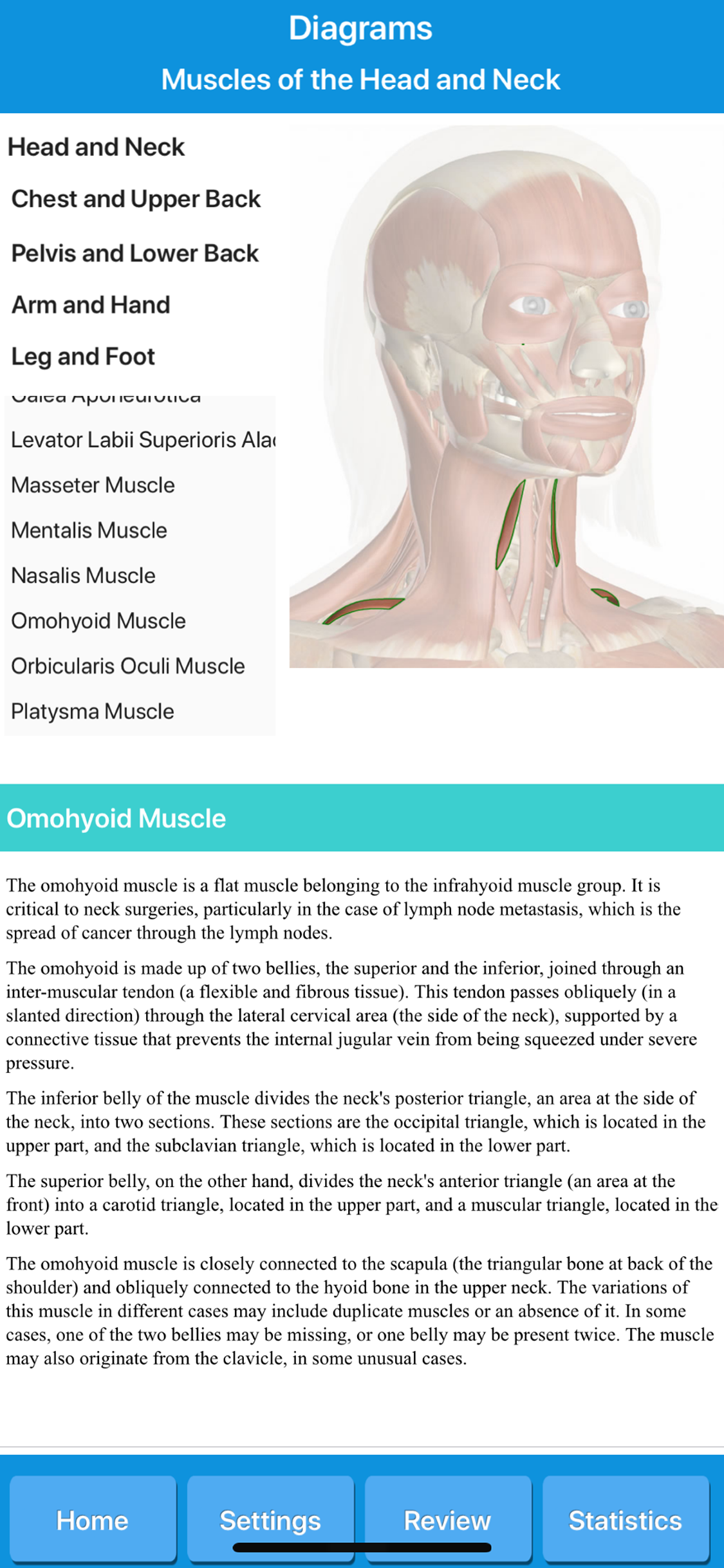 Muscle System Anatomy screenshot 6