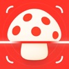 Mushroom Identifier: MushFlow icon