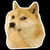 Shiba Dog Meme icon
