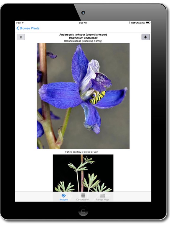 Screenshot #5 pour Oregon Wildflowers