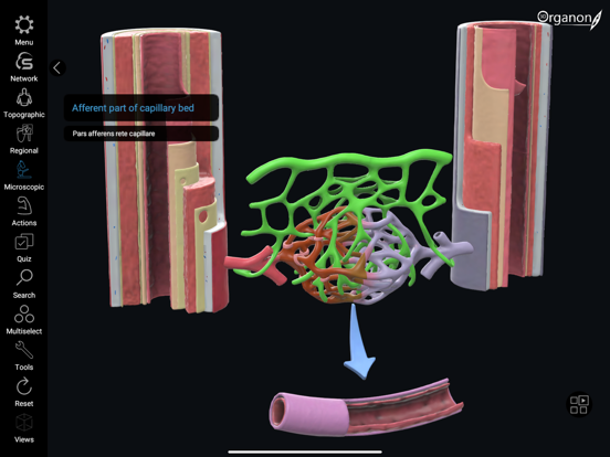 3D Organon iPad screenshot 7 - Medical app