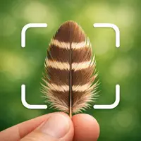 Feather Identifier: Bird ID