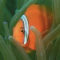 Philippines Fish ID app download