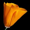 South California Wildflowers icon