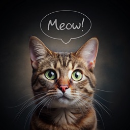 Cats & Training