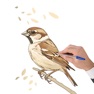 Get How to draw Birds Step by step for iOS, iPhone, iPad Aso Report