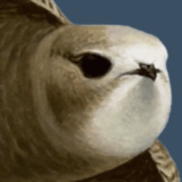 BirdAlertPRO