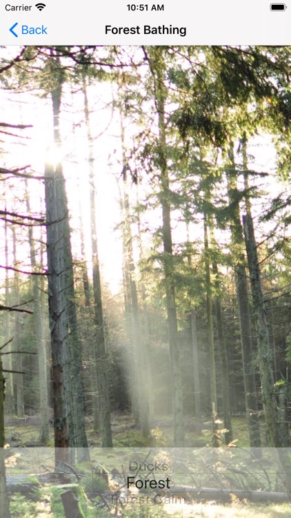 Shinrin-yoku - Forest Bathing