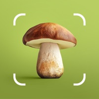 Mushroom ID  logo