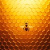 ApiaryFlow icon