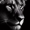 Push Motivation icon