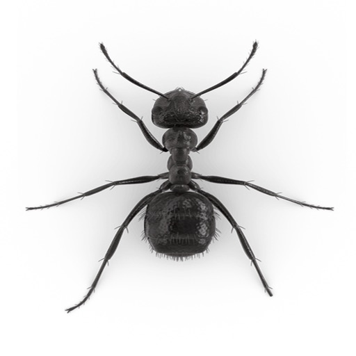 Ants and Bugs Icon