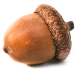 Acorns Language App app icon