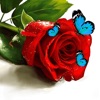 Love message & Birthday wishes icon