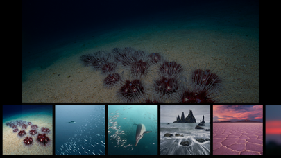 Album The Golden Tortoise 5 iPhone screenshot 5 - Photo & Video app