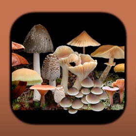 螢幕擷取畫面 (5) FunKey: Agarics of Australia