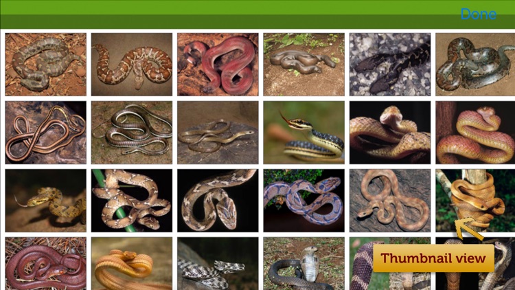 Snakes eGuide screenshot-4