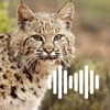 Hunting Calls: Bobcat icon