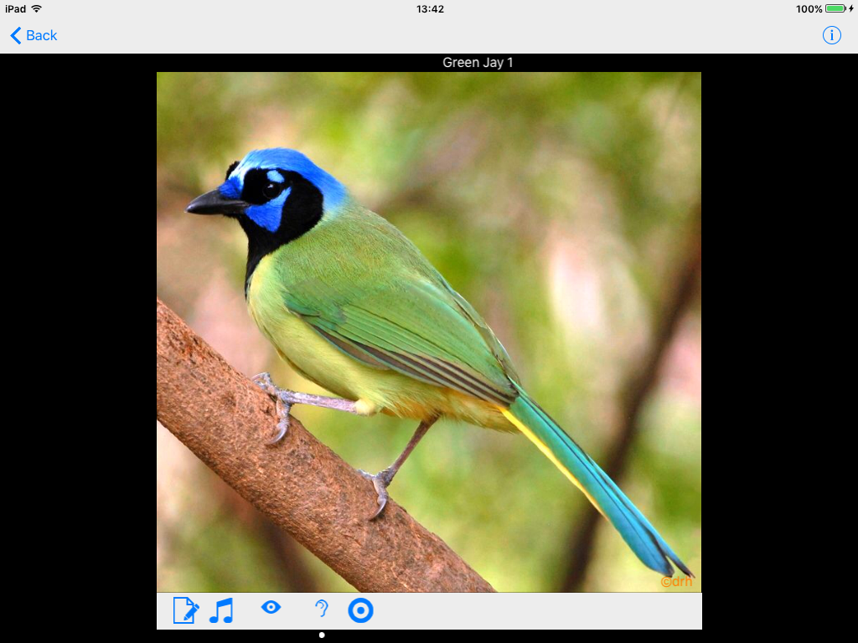 Belize Birds Field Guide