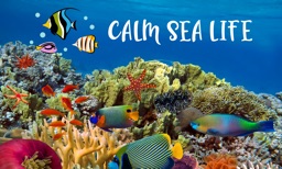 Calm Sea Life