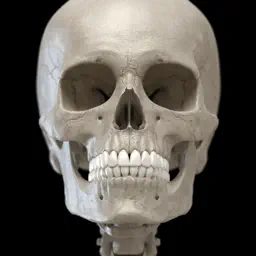 Skeleton 3D Anatomy app icon