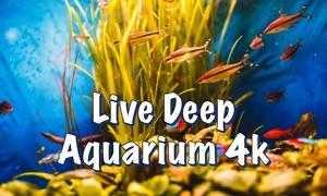 Live Deep Aquarium 4k:Deep Sea