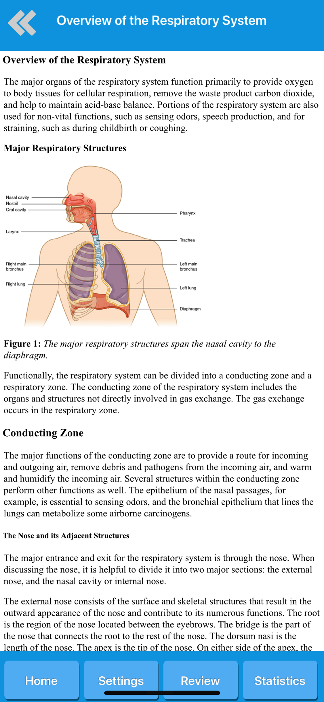 Respiratory System Anatomy