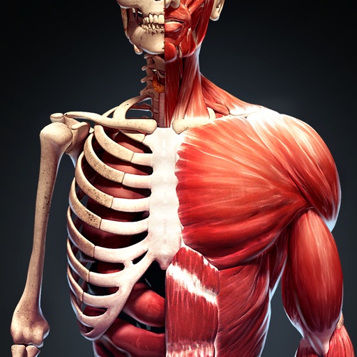 人体解剖・アトラス 3D：筋肉と骨格