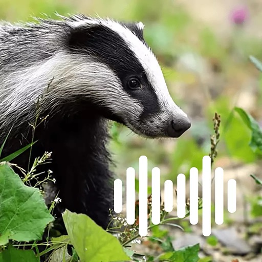 Hunting Calls: Badger