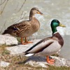 Bird Decoys - European Birds - iPhoneアプリ