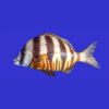 Marine Fish Guide - mydigitalearth.com