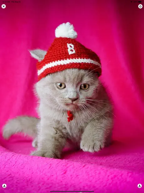 Cat Wallpapers Cute