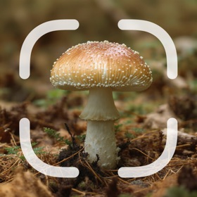 Identifier: Mushroom