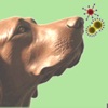 Allergen Hound app icon - Health & Fitness app for iPhone