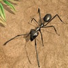 Ant Insect Life Survival War icon