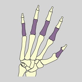 Bones of the body / skeleton
