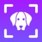 Welcome to "Dog Breed Identifier: Dogpedia" – your smart canine companion designed to help you explore, identify, and learn about dog breeds from around the world