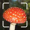Mushroom Identification. delete, cancel