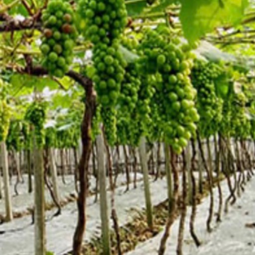 OngJiong Grapes