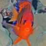 Get Tahiti Fish ID for iOS, iPhone, iPad Aso Report