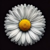 DaisiesKeyboard icon