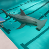 Sharks Horror and Minnows Game - Mabhourah Um Khams