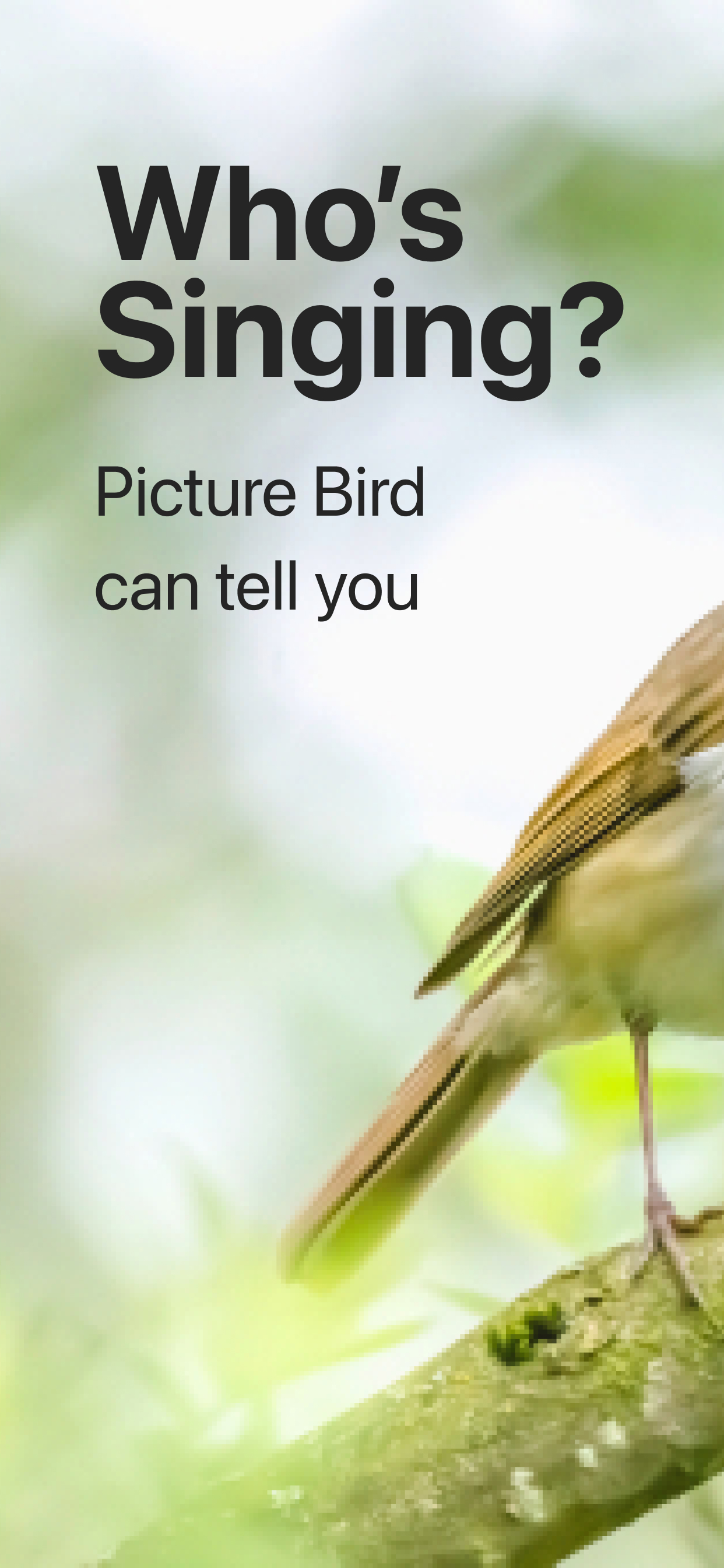 Picture Bird - Bird Identifier