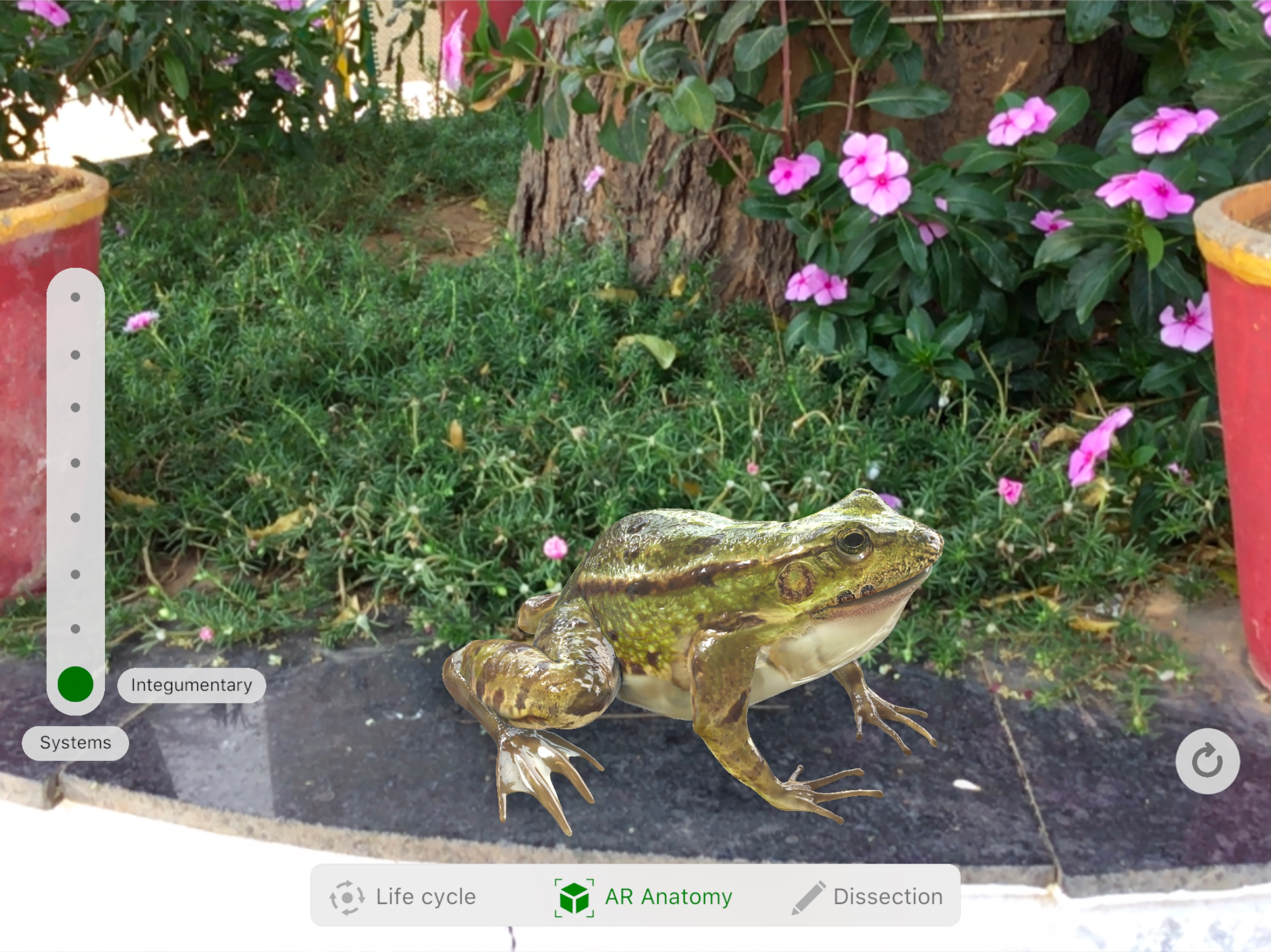 Froggipedia by Embibe