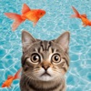Game for Cats Cat Toy: Fishing icon
